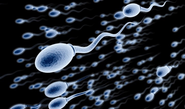 eco donor spermi